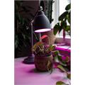 LED Classic A60 E27 5W 180lm Plantelys Klart glass - 4 rette filamenter