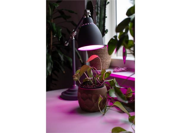 LED Classic A60 E27 5W 180lm Plantelys Klart glass - 4 rette filamenter