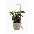 Plantelys Rose 10W/835 290lm Vekstlys