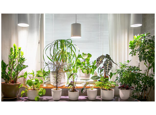 Plantelys Fiora E27 9,5W 835 hvit Pendelarmatur 